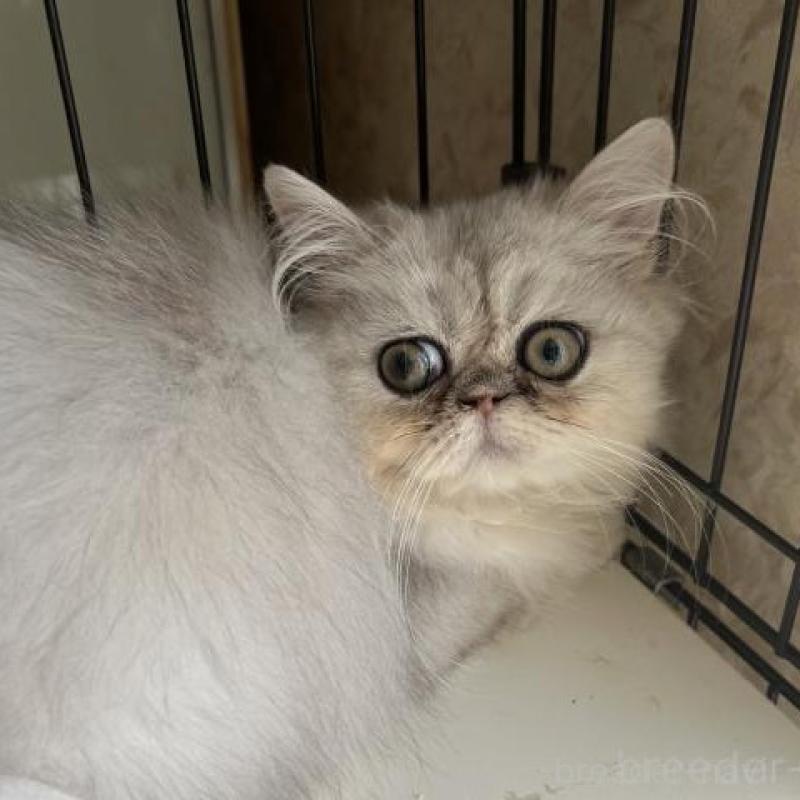 販売中の兵庫県のペルシャ(チンチラ)-133039