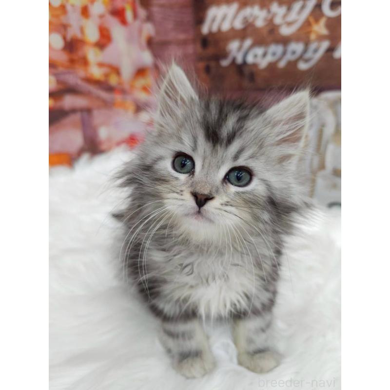 販売中の埼玉県のサイベリアン-133041の6枚目