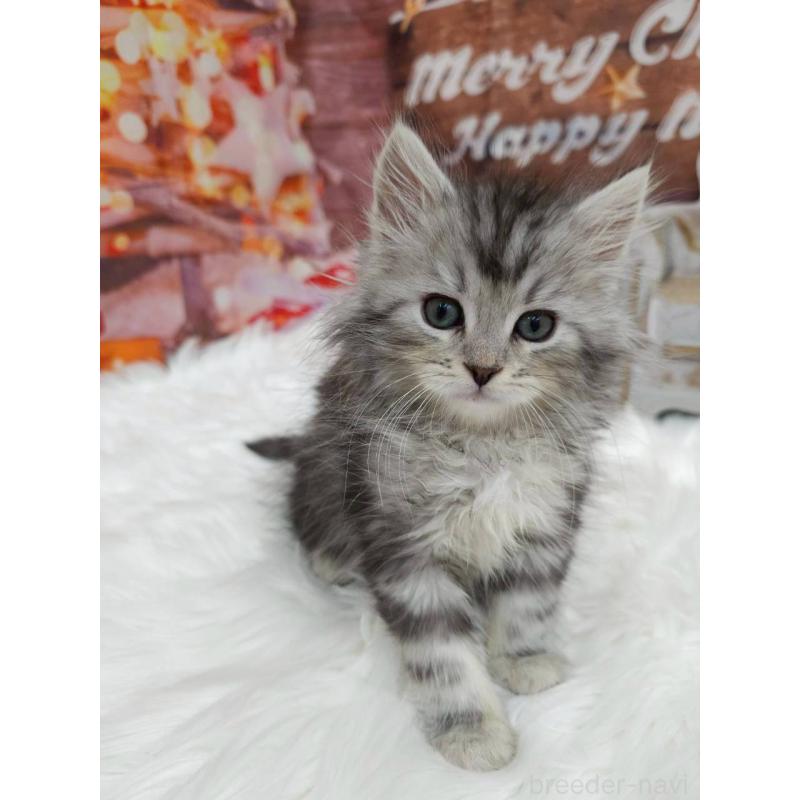 販売中の埼玉県のサイベリアン-133041の5枚目