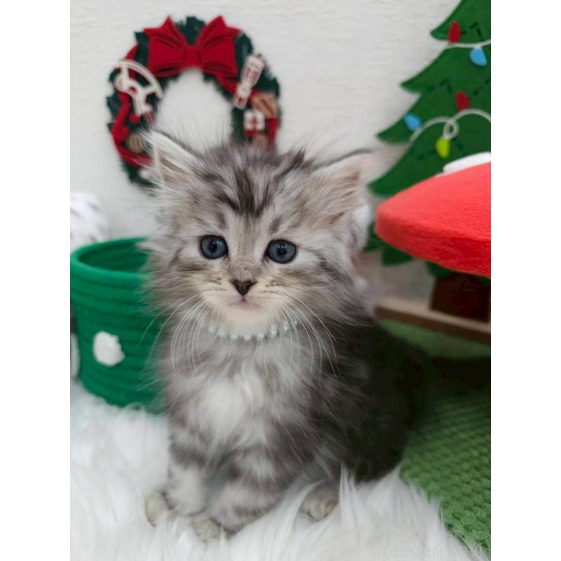 販売中の埼玉県のサイベリアン-133041の4枚目