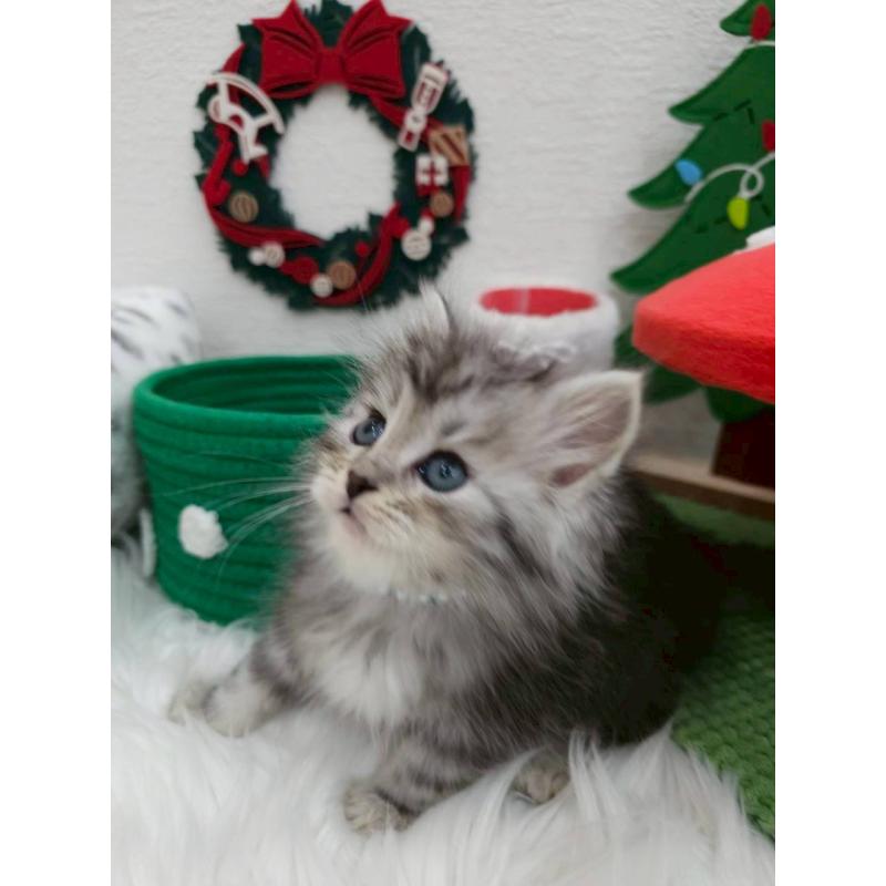 販売中の埼玉県のサイベリアン-133041の3枚目