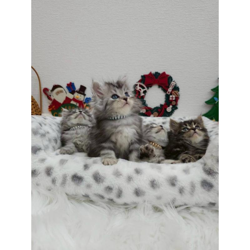 販売中の埼玉県のサイベリアン-133041の2枚目