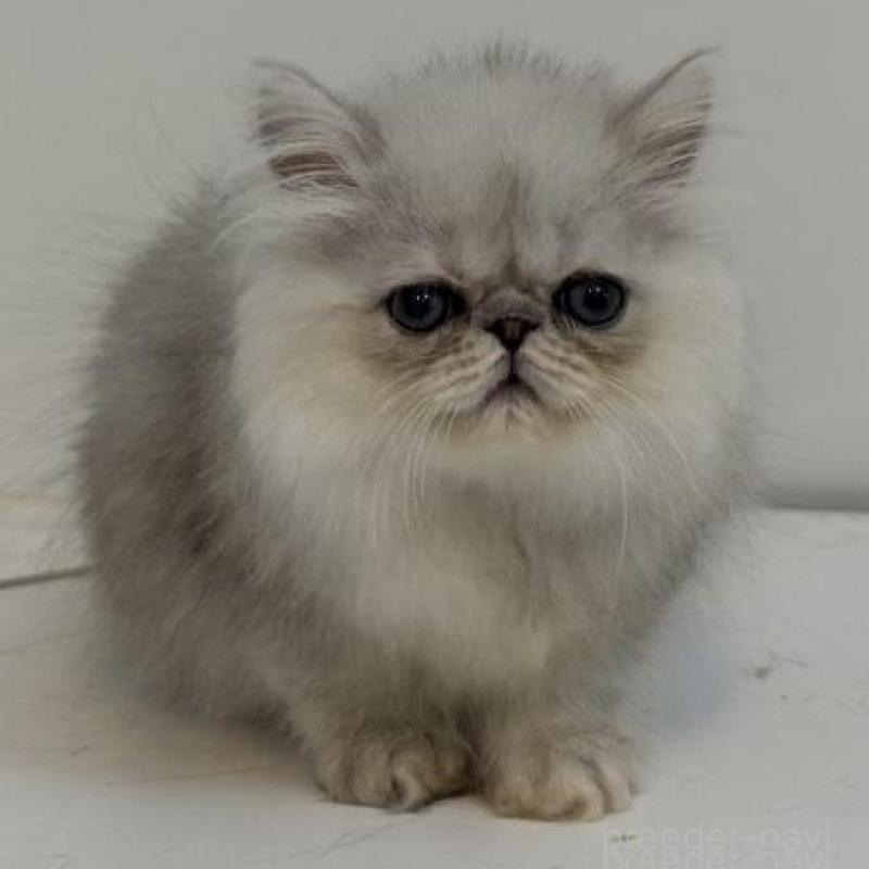 販売中の兵庫県のペルシャ(チンチラ)-133042の1枚目