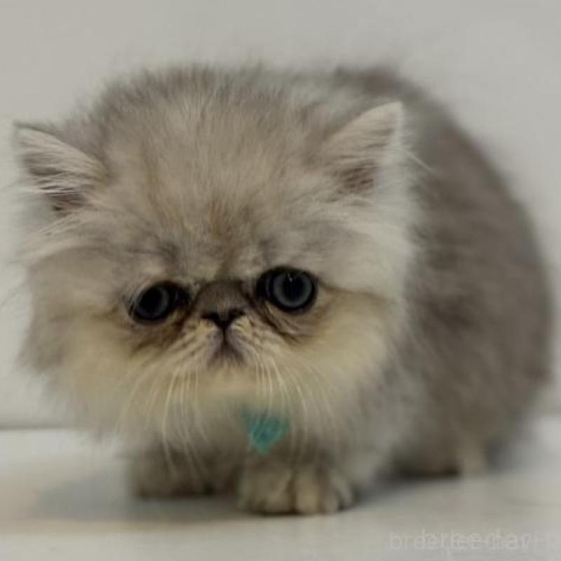 販売中の兵庫県のペルシャ(チンチラ)-133043