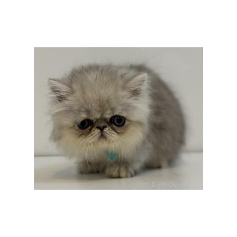 販売中の兵庫県のペルシャ(チンチラ)-133043の2枚目