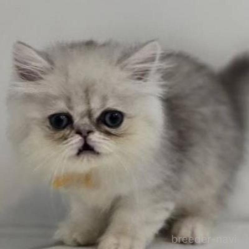 販売中の兵庫県のペルシャ(チンチラ)-133044