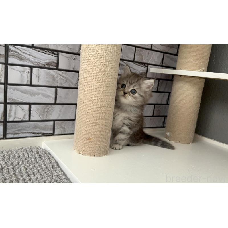 販売中の福岡県のマンチカン-133045の5枚目