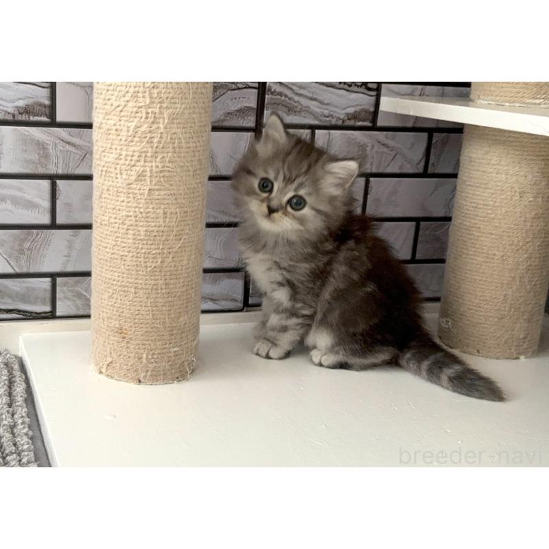 販売中の福岡県のマンチカン-133045の4枚目