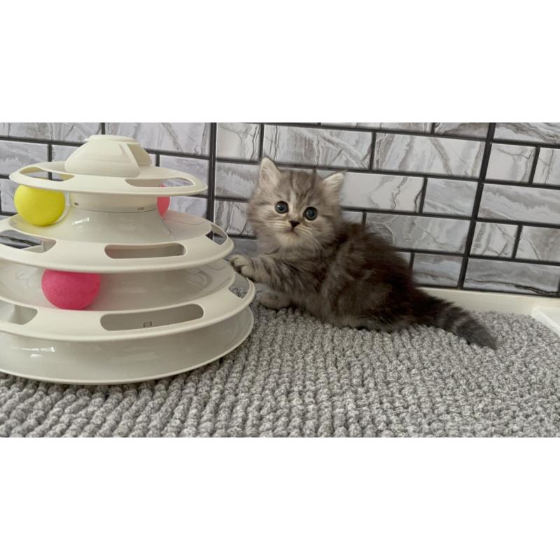 販売中の福岡県のマンチカン-133045の3枚目