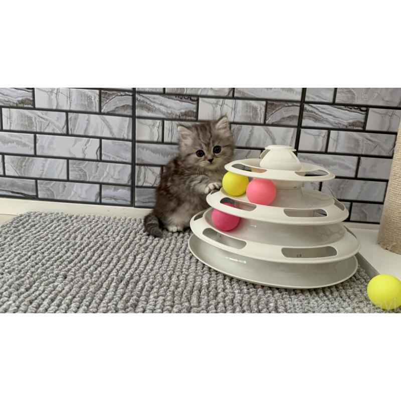 販売中の福岡県のマンチカン-133045の2枚目