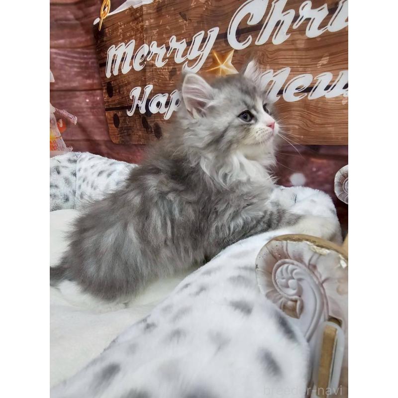 販売中の埼玉県のサイベリアン-133019の3枚目