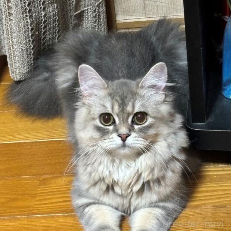 ひめちゃん1枚目