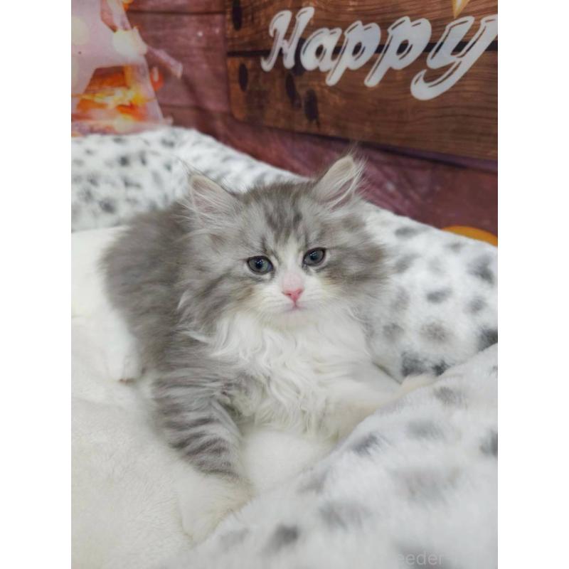 販売中の埼玉県のサイベリアン-133019の2枚目