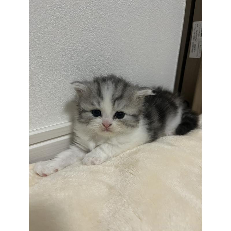 販売中の福島県のミヌエット-133046の5枚目