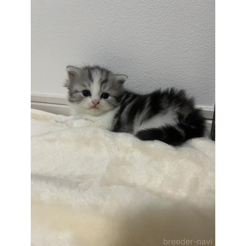 販売中の福島県のミヌエット-133046の4枚目