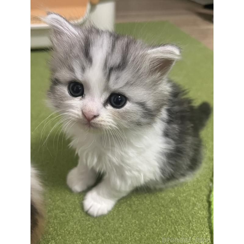 販売中の福島県のミヌエット-133046の3枚目