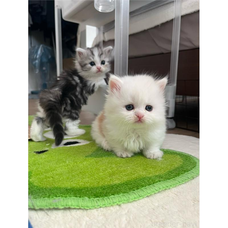 販売中の福島県のミヌエット-133046の2枚目