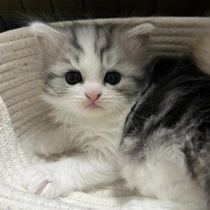 販売中の福島県のミヌエット-133046