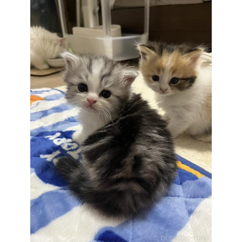 販売中の福島県のミヌエット-133047の4枚目