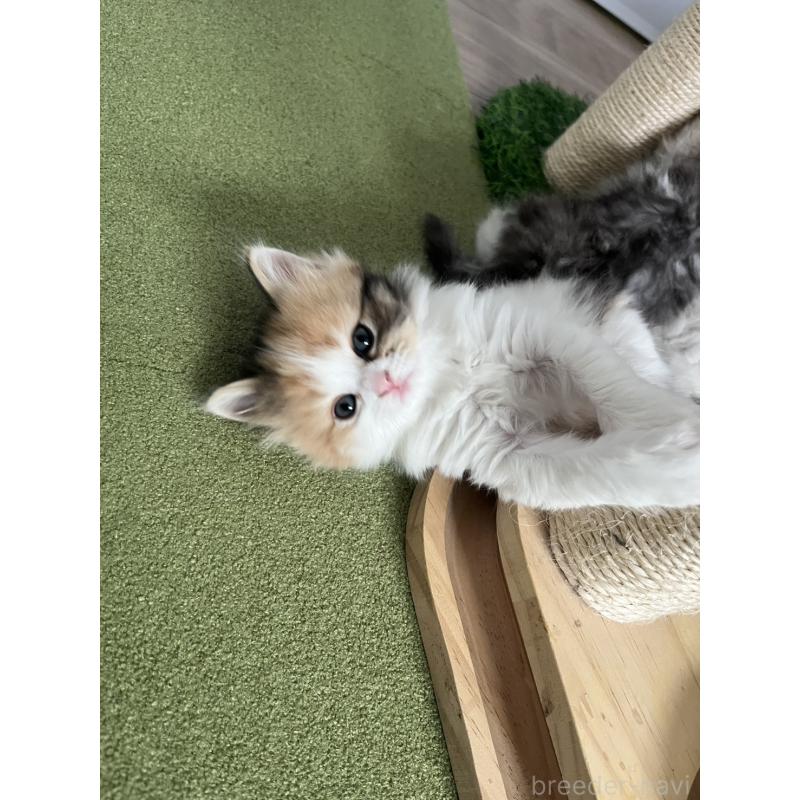 販売中の福島県のミヌエット-133047の3枚目