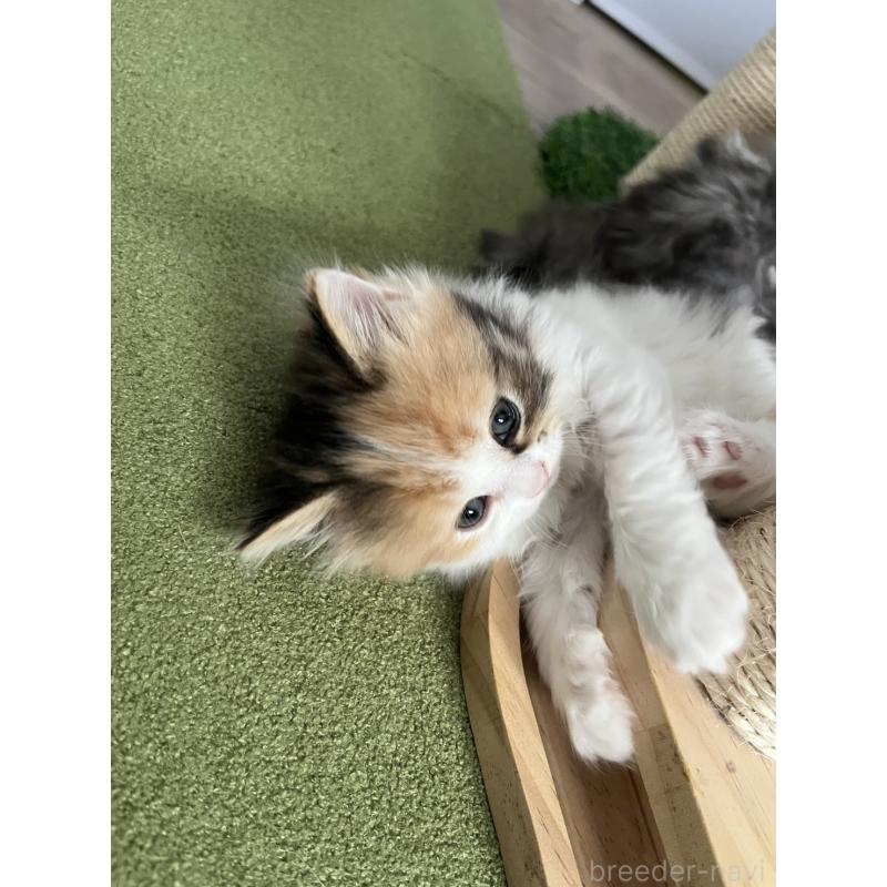 販売中の福島県のミヌエット-133047の2枚目