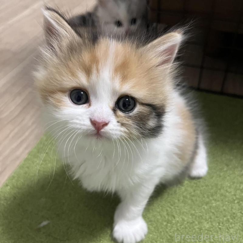 販売中の福島県のミヌエット-133047の1枚目