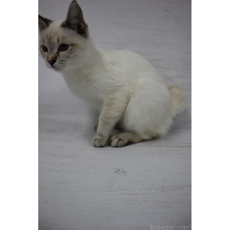 販売中の長野県のトイボブ-123007の2枚目