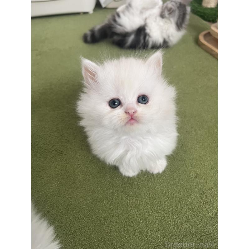 販売中の福島県のミヌエット(短足)-133048の6枚目