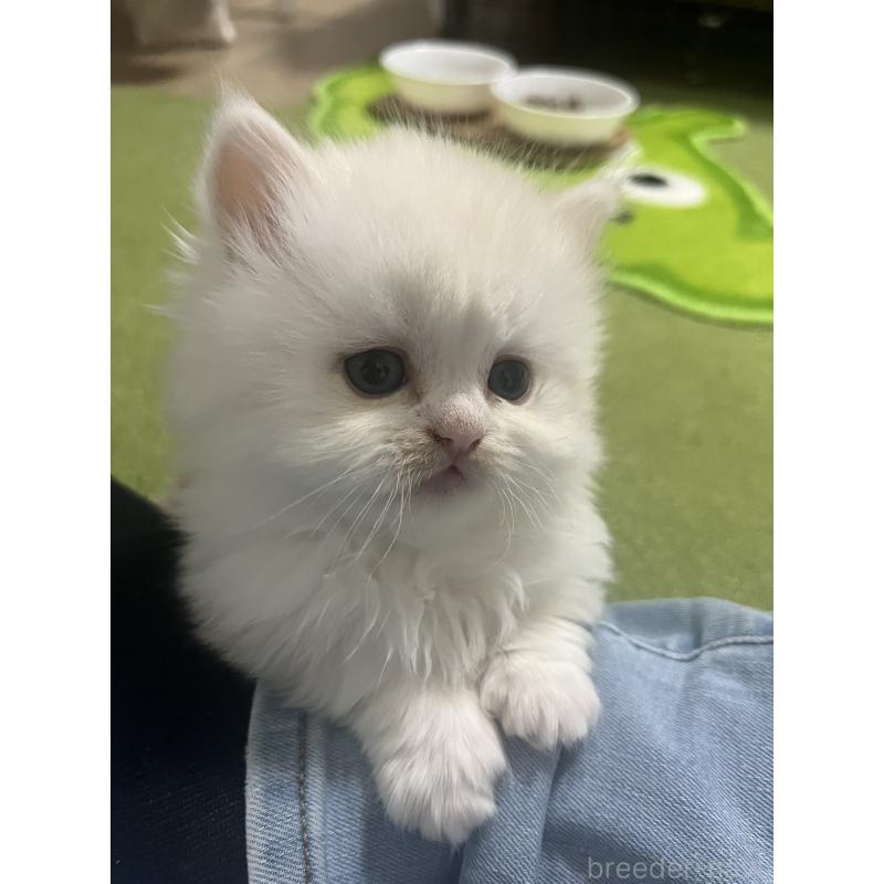 販売中の福島県のミヌエット(短足)-133048の5枚目