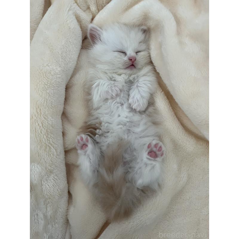 販売中の福島県のミヌエット(短足)-133048の4枚目