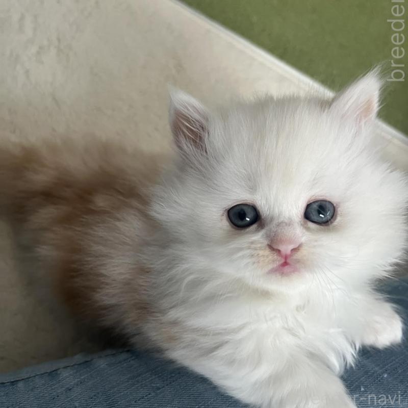 販売中の福島県のミヌエット(短足)-133048の2枚目