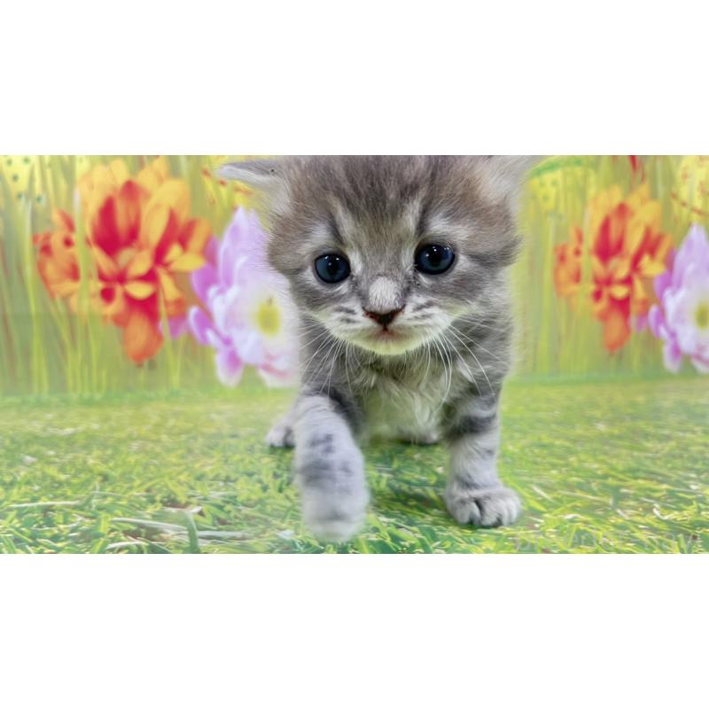 販売中の宮崎県のサイベリアン-133049の5枚目