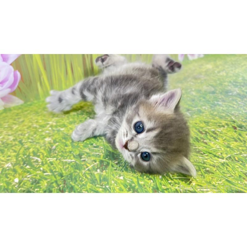 販売中の宮崎県のサイベリアン-133049の4枚目