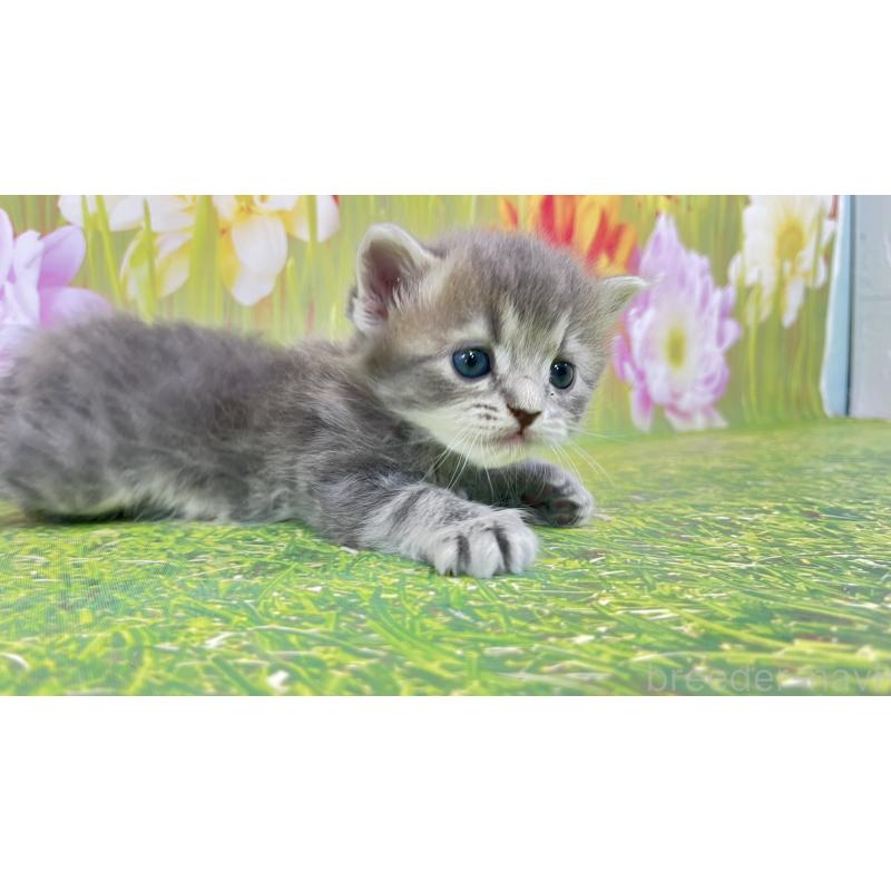 販売中の宮崎県のサイベリアン-133049の3枚目