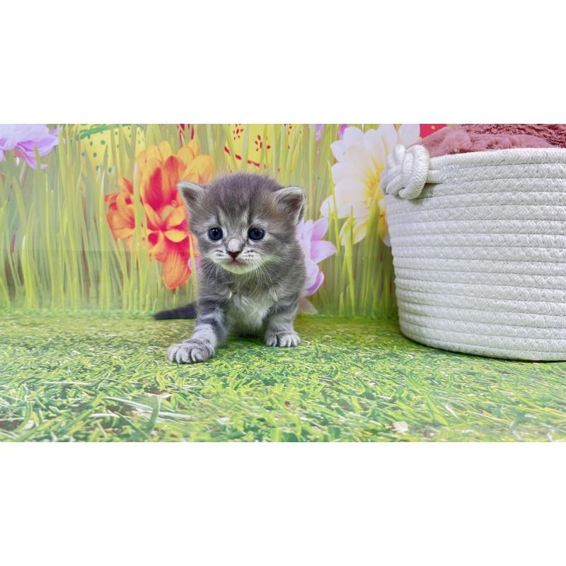 販売中の宮崎県のサイベリアン-133049の2枚目