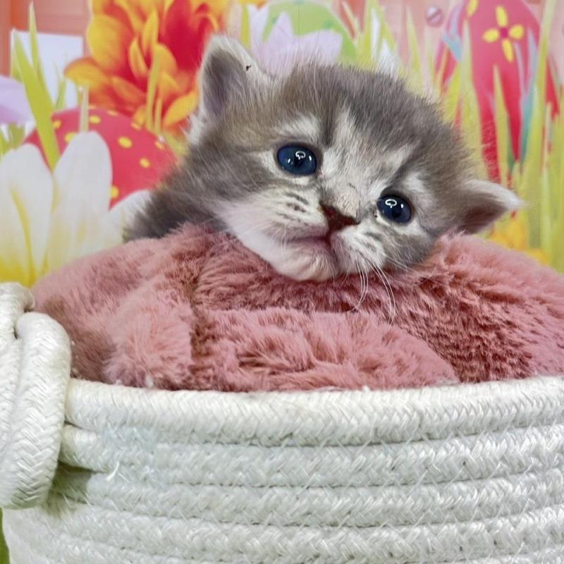 販売中の宮崎県のサイベリアン-133049の1枚目