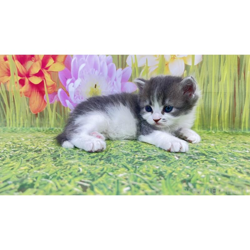 販売中の宮崎県のサイベリアン-133050の5枚目