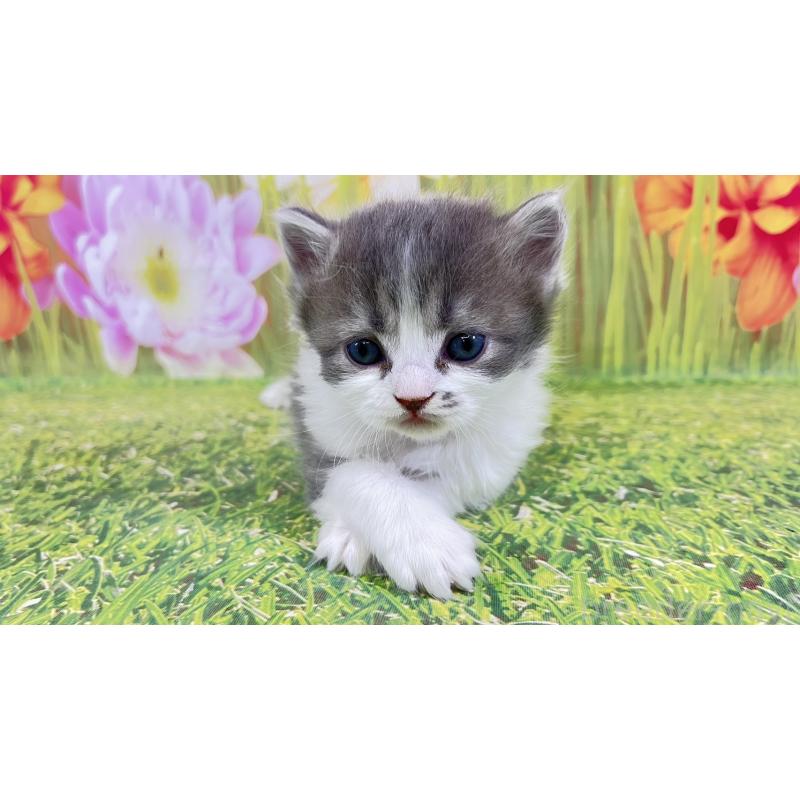 販売中の宮崎県のサイベリアン-133050の4枚目