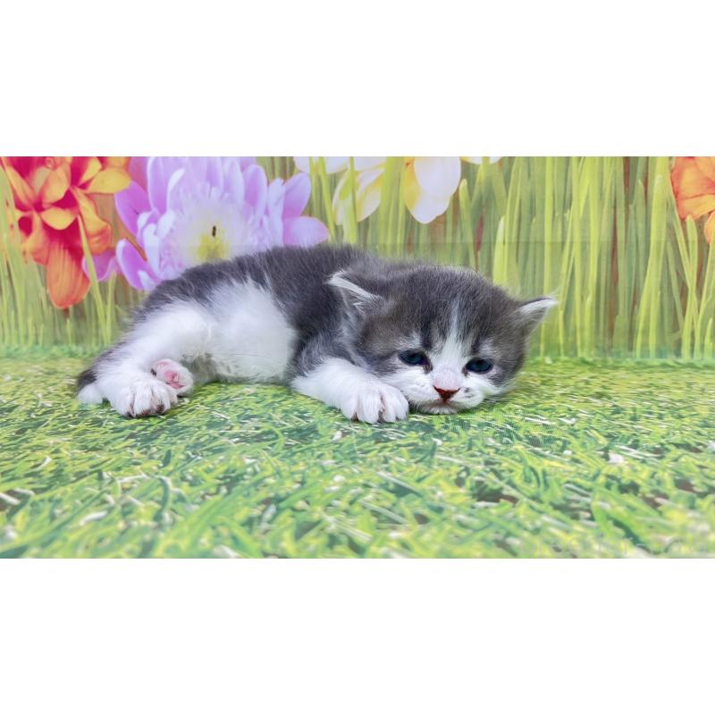 販売中の宮崎県のサイベリアン-133050の3枚目