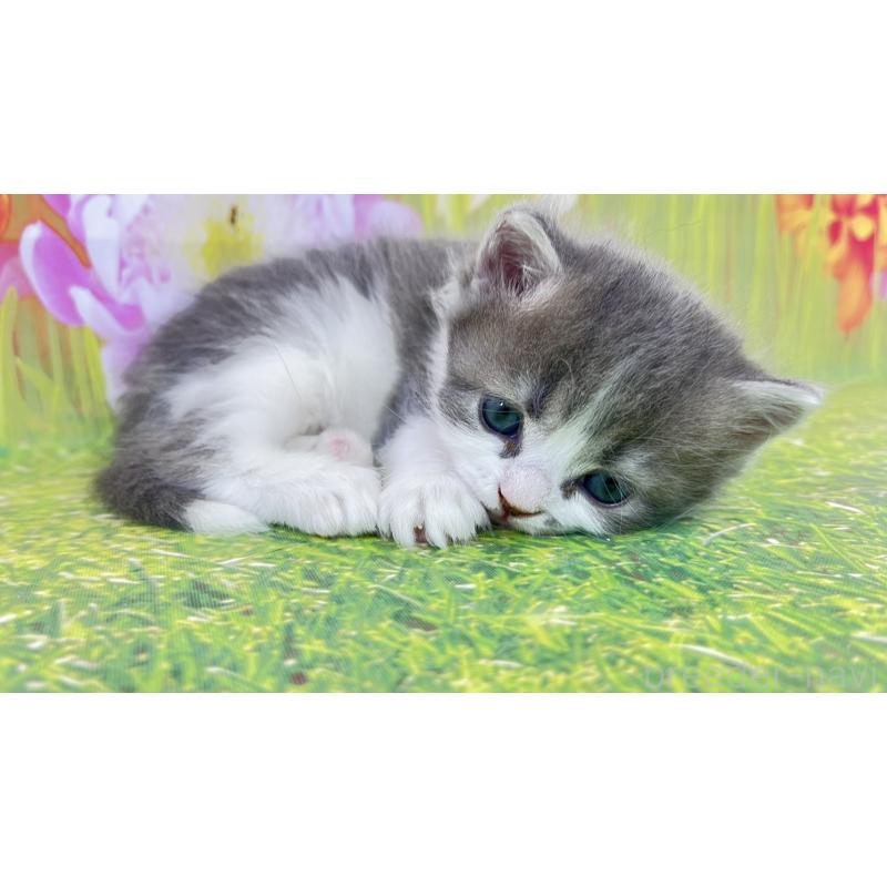 販売中の宮崎県のサイベリアン-133050の2枚目