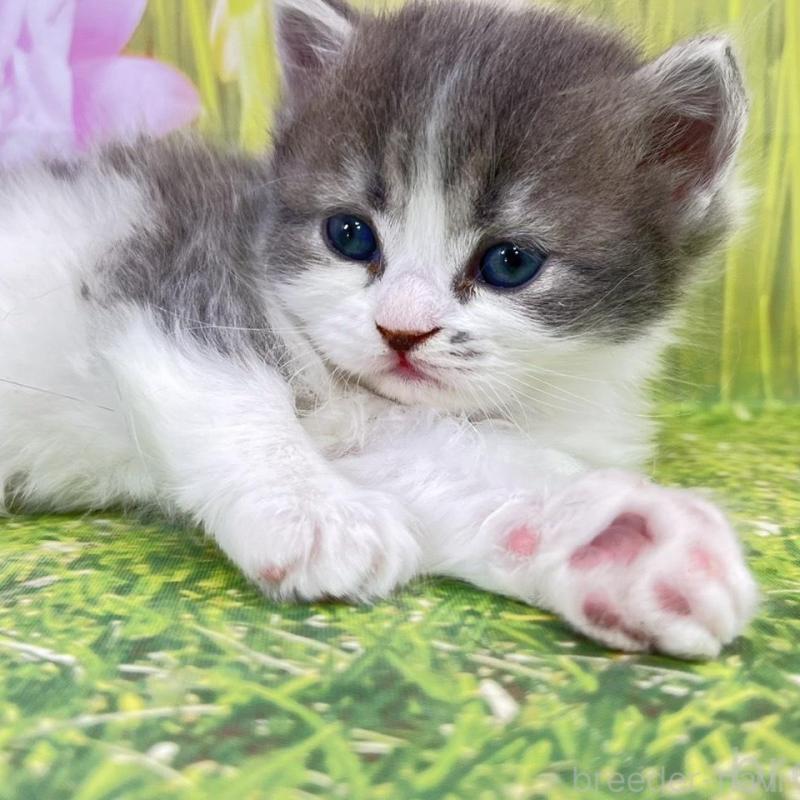 販売中の宮崎県のサイベリアン-133050