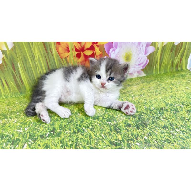 販売中の宮崎県のサイベリアン-133051の5枚目