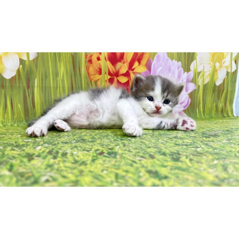 販売中の宮崎県のサイベリアン-133051の4枚目