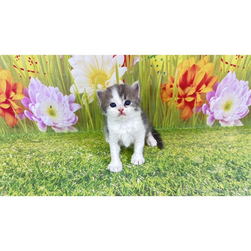 販売中の宮崎県のサイベリアン-133051の3枚目