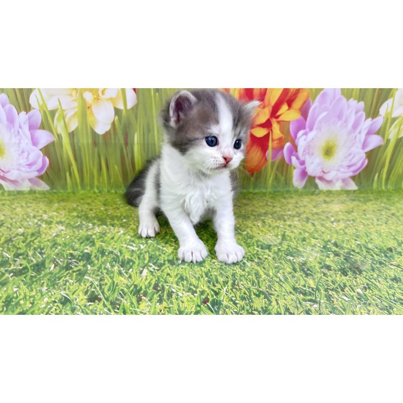 販売中の宮崎県のサイベリアン-133051の2枚目