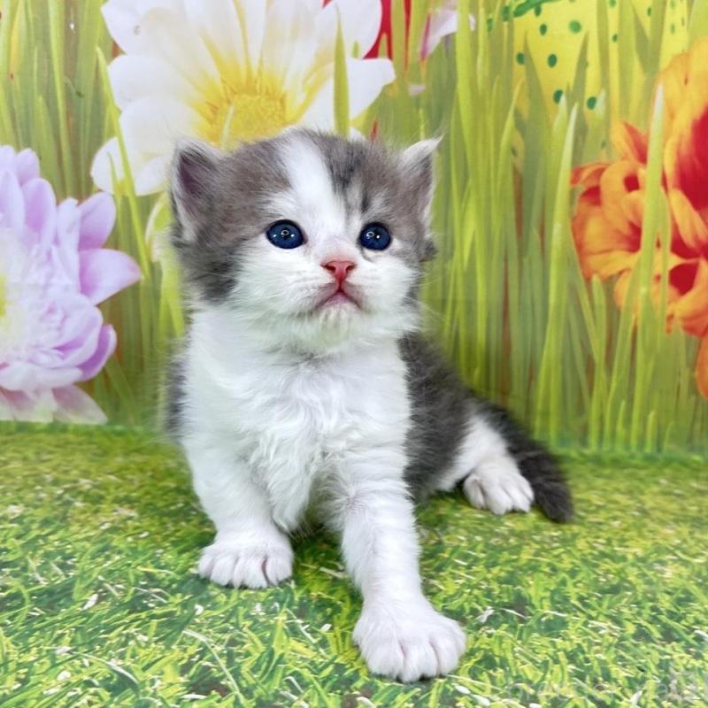 販売中の宮崎県のサイベリアン-133051