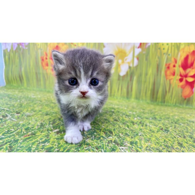 販売中の宮崎県のサイベリアン-133052の5枚目