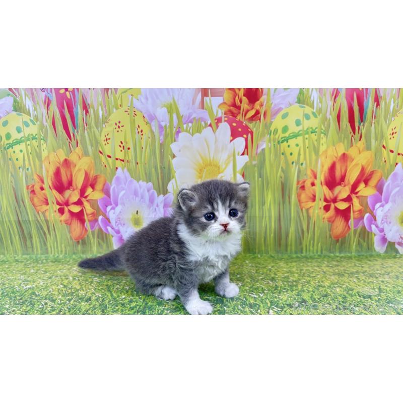 販売中の宮崎県のサイベリアン-133052の4枚目