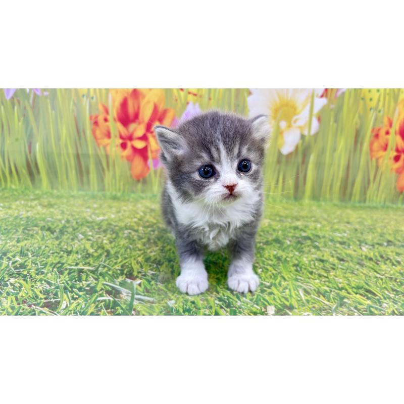 販売中の宮崎県のサイベリアン-133052の3枚目