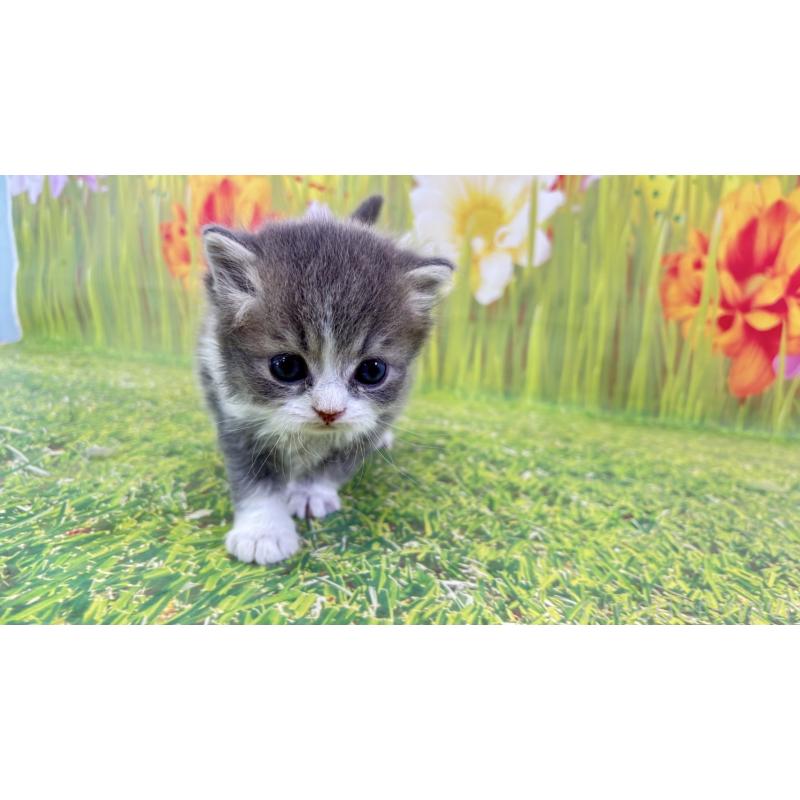 販売中の宮崎県のサイベリアン-133052の2枚目